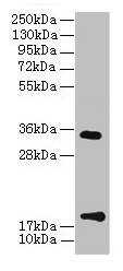 TMEM91 Antibody - Western Blot All lanes: TMEM91 antibody at 16µg/ml + A549 whole cell lysate Secondary Goat polyclonal to rabbit IgG at 1/10000 dilution Predicted band size: 19, 16, 14, 15 kDa Observed band size: 19, 34 kDa