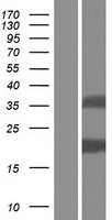 TMEM92 Protein - Western validation with an anti-DDK antibody * L: Control HEK293 lysate R: Over-expression lysate