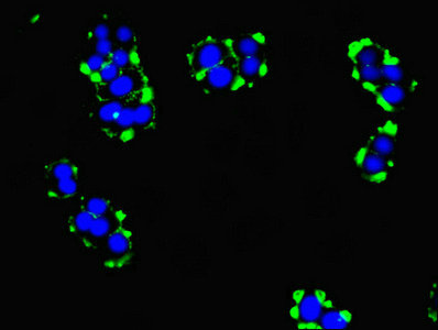 TMEM95 Antibody - Immunofluorescent analysis of PC-3 cells using TMEM95 Antibody at dilution of 1:100 and Alexa Fluor 488-congugated AffiniPure Goat Anti-Rabbit IgG(H+L)