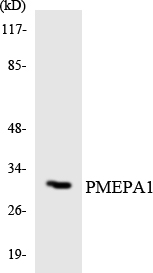 TMEPAI / PMEPA1 Antibody - Western blot analysis of the lysates from HeLa cells using PMEPA1 antibody.