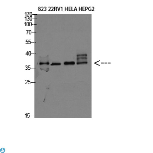 TMEPAI / PMEPA1 Antibody - Western blot analysis of 823, 22RV1, HELA, HEPG2 Cell Lysate, antibody was diluted at 1:2000. Secondary antibody was diluted at 1:20000.