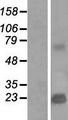 TMEPAI / PMEPA1 Protein - Western validation with an anti-DDK antibody * L: Control HEK293 lysate R: Over-expression lysate