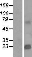 TMEPAI / PMEPA1 Protein - Western validation with an anti-DDK antibody * L: Control HEK293 lysate R: Over-expression lysate