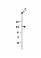 TMF1 / TMF-1 Antibody - Anti-TMF1 Antibody (Center) at 1:1000 dilution + HepG2 whole cell lysate Lysates/proteins at 20 ug per lane. Secondary Goat Anti-Rabbit IgG, (H+L), Peroxidase conjugated at 1:10000 dilution. Predicted band size: 123 kDa. Blocking/Dilution buffer: 5% NFDM/TBST.