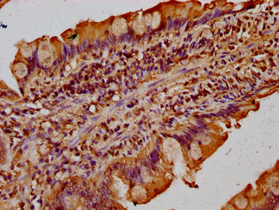 TMF1 / TMF-1 Antibody - Immunohistochemistry Dilution at 1:300 and staining in paraffin-embedded human small intestine tissue performed on a Leica BondTM system. After dewaxing and hydration, antigen retrieval was mediated by high pressure in a citrate buffer (pH 6.0). Section was blocked with 10% normal Goat serum 30min at RT. Then primary antibody (1% BSA) was incubated at 4°C overnight. The primary is detected by a biotinylated Secondary antibody and visualized using an HRP conjugated SP system.