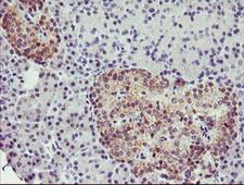TMOD1 / Tropomodulin 1 Antibody - IHC of paraffin-embedded Human pancreas tissue using anti-TMOD1 mouse monoclonal antibody.