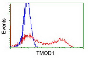 TMOD1 / Tropomodulin 1 Antibody - HEK293T cells transfected with either overexpress plasmid (Red) or empty vector control plasmid (Blue) were immunostained by anti-TMOD1 antibody, and then analyzed by flow cytometry.