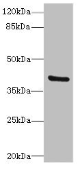 TMOD4 Antibody - Western blot All Lanes: TMOD4antibody at 4.85ug/ml+ Mouse muscle tissue Goat polyclonal to rabbit at 1/10000 dilution Predicted band size: 40,32 kDa Observed band size: 39 kDa