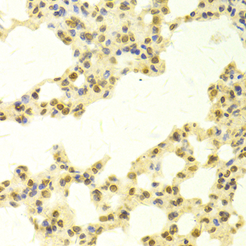 TMPO / TP / Thymopoietin Antibody - Immunohistochemistry of paraffin-embedded mouse lung tissue.
