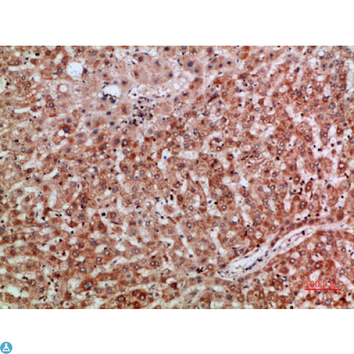 TMPO / TP / Thymopoietin Antibody - Immunohistochemical analysis of paraffin-embedded human-liver, antibody was diluted at 1:200.