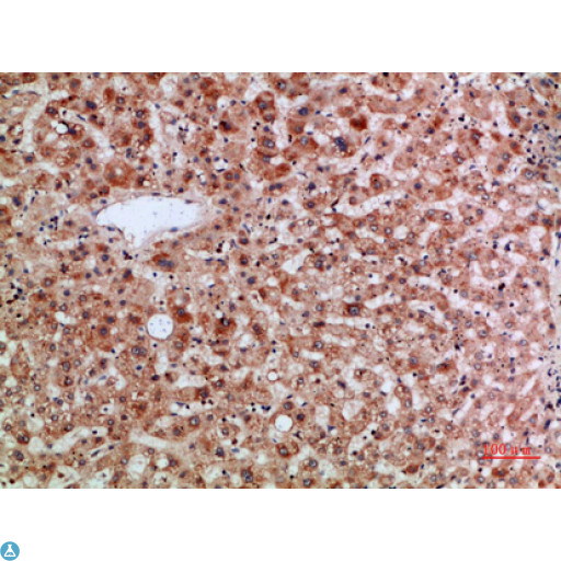 TMPO / TP / Thymopoietin Antibody - Immunohistochemical analysis of paraffin-embedded human-liver, antibody was diluted at 1:200.