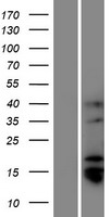 TMPRSS11BNL Protein - Western validation with an anti-DDK antibody * L: Control HEK293 lysate R: Over-expression lysate