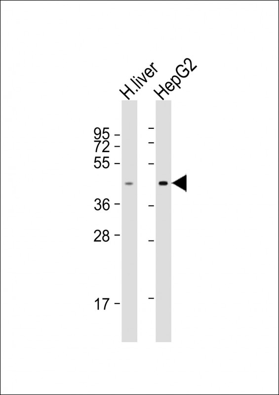 TMPRSS11D / HAT Antibody - All lanes: Anti-TMPRSS11D Antibody (N-Term) at 1:2000 dilution. Lane 1: human liver lysate. Lane 2: HepG2 whole cell lysate Lysates/proteins at 20 ug per lane. Secondary Goat Anti-Rabbit IgG, (H+L), Peroxidase conjugated at 1:10000 dilution. Predicted band size: 46 kDa. Blocking/Dilution buffer: 5% NFDM/TBST.
