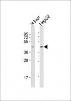 TMPRSS11D / HAT Antibody - All lanes: Anti-TMPRSS11D Antibody (N-Term) at 1:2000 dilution. Lane 1: human liver lysate. Lane 2: HepG2 whole cell lysate Lysates/proteins at 20 ug per lane. Secondary Goat Anti-Rabbit IgG, (H+L), Peroxidase conjugated at 1:10000 dilution. Predicted band size: 46 kDa. Blocking/Dilution buffer: 5% NFDM/TBST.