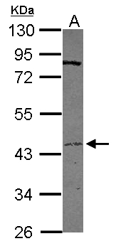TMPRSS11D / HAT Antibody - Sample (30 ug of whole cell lysate) A: HepG2 10% SDS PAGE TMPRSS11D antibody diluted at 1:500