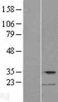 TMPRSS12 Protein - Western validation with an anti-DDK antibody * L: Control HEK293 lysate R: Over-expression lysate