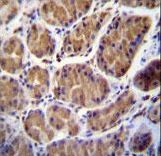 TMPRSS15 / Enterokinase Antibody - PRSS7 Antibody (C-term E979) immunohistochemistry of formalin-fixed and paraffin-embedded human stomach tissue followed by peroxidase-conjugated secondary antibody and DAB staining.