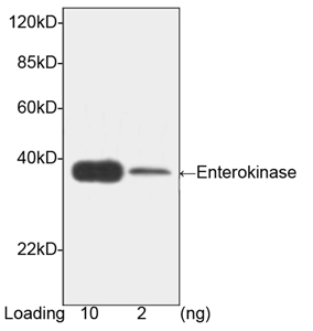TMPRSS15 / Enterokinase Antibody - Western blot of Enterokinase protein using Enterokinase Antibody, mAb, Mouse (Enterokinase Antibody, mAb, Mouse, 1 ug/ml) The signal was developed with Goat Anti-Mouse IgG (H&L) [HRP] Polyclonal Antibody and LumiSensor HRP Substrate Kit Predicted Size: 38 kD Observed Size: 38 kD