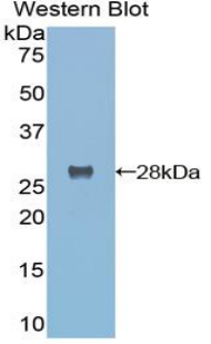 TMPRSS2 / Epitheliasin Antibody - Western blot of recombinant TMPRSS2 / Epitheliasin.  This image was taken for the unconjugated form of this product. Other forms have not been tested.