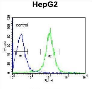 TMPRSS2 / Epitheliasin Antibody - TMPRSS2 Antibody flow cytometry of HepG2 cells (right histogram) compared to a negative control cell (left histogram). FITC-conjugated goat-anti-rabbit secondary antibodies were used for the analysis.