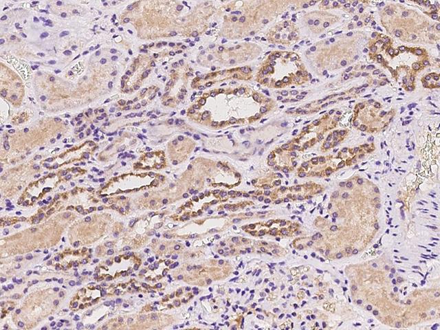 TMPRSS2 / Epitheliasin Antibody - Immunochemical staining of human TMPRSS2 in human kidney with rabbit polyclonal antibody at 1:100 dilution, formalin-fixed paraffin embedded sections.