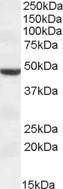 TMPRSS4 Antibody - TMPRSS4 antibody (1 ug/ml) staining of HEK293 lysate (35 ug protein/ml in RIPA buffer). Primary incubation was 1 hour. Detected by chemiluminescence.