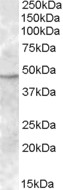 TMPRSS4 Antibody - Antibody (1 ug/ml) staining of Human Bone Marrow lysate (35 ug protein in RIPA buffer). Primary incubation was 1 hour. Detected by chemiluminescence