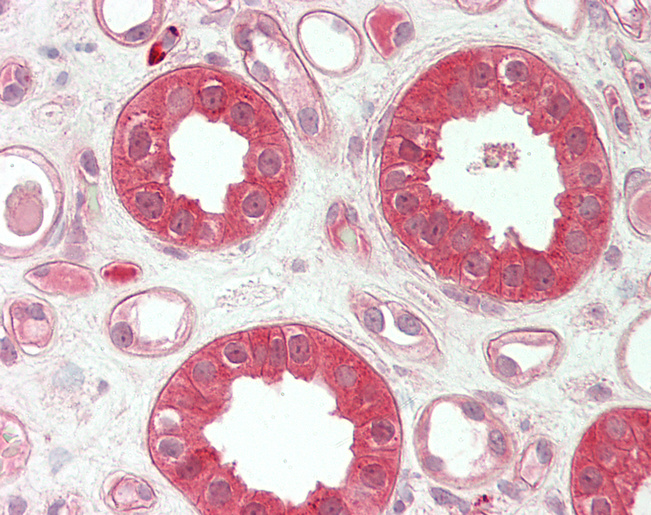 TMPRSS4 Antibody - Human Kidney: Formalin-Fixed, Paraffin-Embedded (FFPE).  This image was taken for the unconjugated form of this product. Other forms have not been tested.