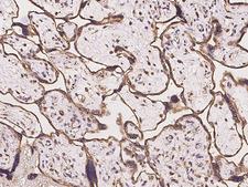 TMPRSS4 Antibody - Immunochemical staining of human TMPRSS4 in human placenta with rabbit polyclonal antibody at 1:100 dilution, formalin-fixed paraffin embedded sections.