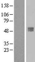 TMPRSS4 Protein - Western validation with an anti-DDK antibody * L: Control HEK293 lysate R: Over-expression lysate