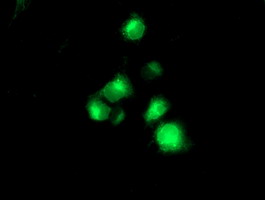 TMPRSS5 Antibody - Anti-TMPRSS5 mouse monoclonal antibody immunofluorescent staining of COS7 cells transiently transfected by pCMV6-ENTRY TMPRSS5.