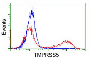 TMPRSS5 Antibody - HEK293T cells transfected with either overexpress plasmid (Red) or empty vector control plasmid (Blue) were immunostained by anti-TMPRSS5 antibody, and then analyzed by flow cytometry.