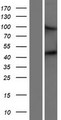 TMPRSS6 Protein - Western validation with an anti-DDK antibody * L: Control HEK293 lysate R: Over-expression lysate