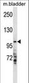 TMPRSS7 Antibody - TMPRSS7 Antibody western blot of mouse bladder tissue lysates (35 ug/lane). The TMPRSS7 antibody detected the TMPRSS7 protein (arrow).
