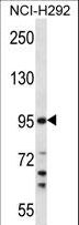 TMPRSS7 Antibody - TMPRSS7 Antibody western blot of NCI-H292 cell line lysates (35 ug/lane). The TMPRSS7 antibody detected the TMPRSS7 protein (arrow).