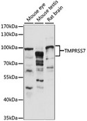 TMPRSS7 Antibody - Western blot analysis of extracts of various cell lines, using TMPRSS7 antibody at 1:1000 dilution. The secondary antibody used was an HRP Goat Anti-Rabbit IgG (H+L) at 1:10000 dilution. Lysates were loaded 25ug per lane and 3% nonfat dry milk in TBST was used for blocking. An ECL Kit was used for detection and the exposure time was 90S.