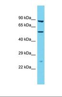 TMPRSS9 Antibody - Western blot of Human THP-1. serase-1B antibody dilution 1.0 ug/ml.  This image was taken for the unconjugated form of this product. Other forms have not been tested.