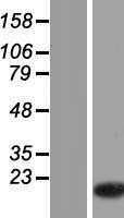 TMSB15A / TMSB15 Protein - Western validation with an anti-DDK antibody * L: Control HEK293 lysate R: Over-expression lysate