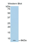 TMSB4X / Thymosin Beta-4 Antibody - Western blot of recombinant TMSB4X / Thymosin Beta-4.  This image was taken for the unconjugated form of this product. Other forms have not been tested.