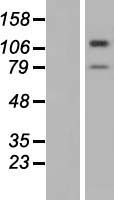 TMTC3 Protein - Western validation with an anti-DDK antibody * L: Control HEK293 lysate R: Over-expression lysate