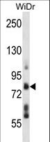 TMTC4 Antibody - TMTC4 Antibody western blot of WiDr cell line lysates (35 ug/lane). The TMTC4 antibody detected the TMTC4 protein (arrow).