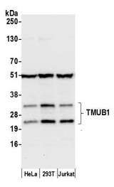 TMUB1 Antibody - Detection of human TMUB1 by western blot. Samples: Whole cell lysate (50 µg) from HeLa, HEK293T, and Jurkat cells prepared using NETN lysis buffer. Antibody: Affinity purified rabbit anti-TMUB1 antibody used for WB at 1:1000. Detection: Chemiluminescence with an exposure time of 10 seconds.