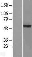 TMUB1 Protein - Western validation with an anti-DDK antibody * L: Control HEK293 lysate R: Over-expression lysate