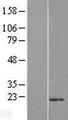 TMUB2 Protein - Western validation with an anti-DDK antibody * L: Control HEK293 lysate R: Over-expression lysate