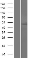 TMX3 Protein - Western validation with an anti-DDK antibody * L: Control HEK293 lysate R: Over-expression lysate