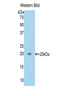 TNC / Tenascin C Antibody - Western blot of recombinant TNC / Tenascin C.  This image was taken for the unconjugated form of this product. Other forms have not been tested.