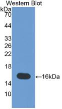 TNC / Tenascin C Antibody - Western Blot;Sample: Recombinant TNC, Human.
