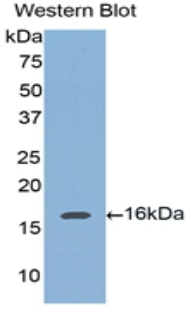 TNC / Tenascin C Antibody - Western blot of recombinant TNC / Tenascin C.  This image was taken for the unconjugated form of this product. Other forms have not been tested.