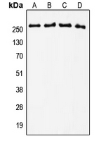 TNC / Tenascin C Antibody - Western blot analysis of Tenascin C expression in U2OS (A); MCF7 (B); NIH3T3 (C); PC12 (D) whole cell lysates.