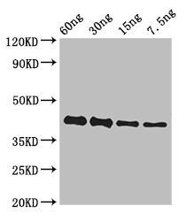 TNC / Tenascin C Antibody - Positive WB detected in Recombinant protein;All lanes:GP antibody at 3?g/ml;Secondary;Goat polyclonal to rabbit IgG at 1/50000 dilution;predicted band size: 42 KDa;observed band size: 42 KDa;